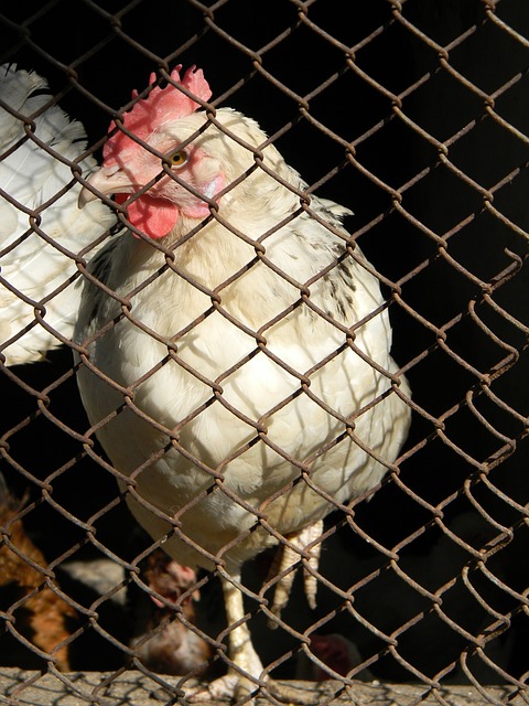 希望76人 希望76人