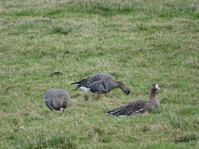 冬季则在雪 冬季则在雪